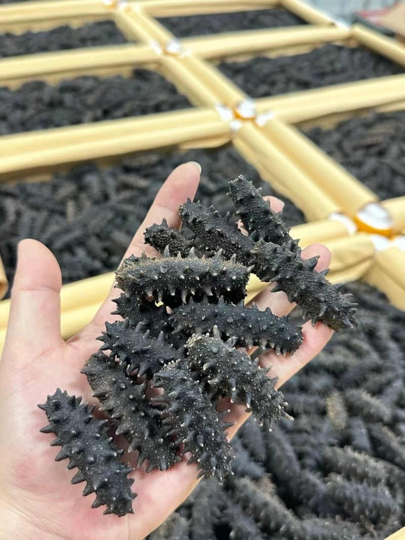 大连辽参国标开口辽参干品海参泡发率10倍刺长厚肉滋补品