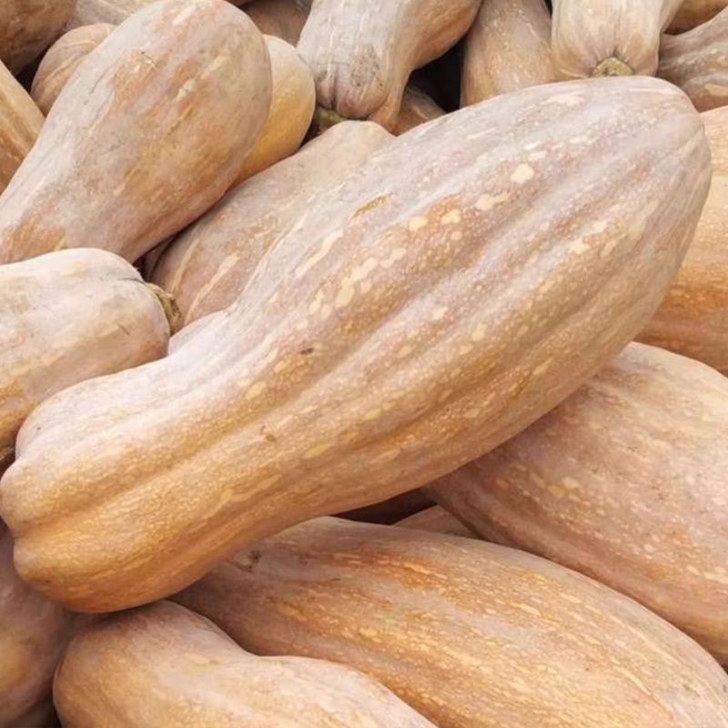 南蜜20南瓜种子一代杂交早中熟分枝力强淀粉细腻肉厚味甜高