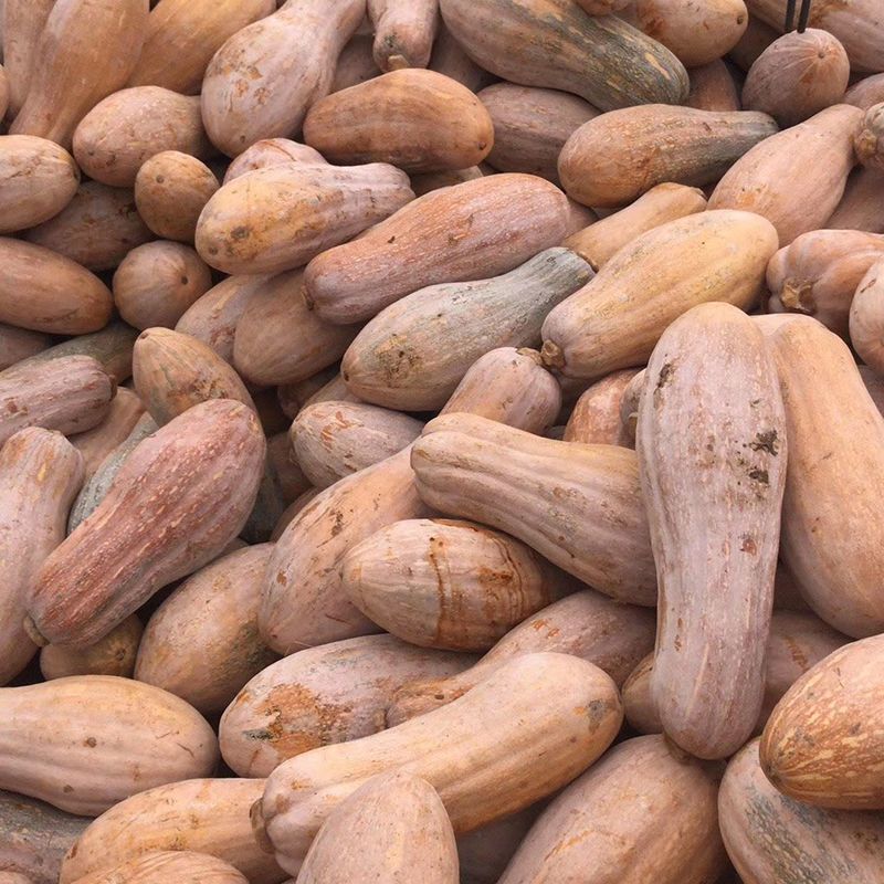 南蜜20南瓜种子一代杂交早中熟分枝力强淀粉细腻肉厚味甜高