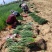 陕西渭南大荔沙宛优质葱苗正在热卖中