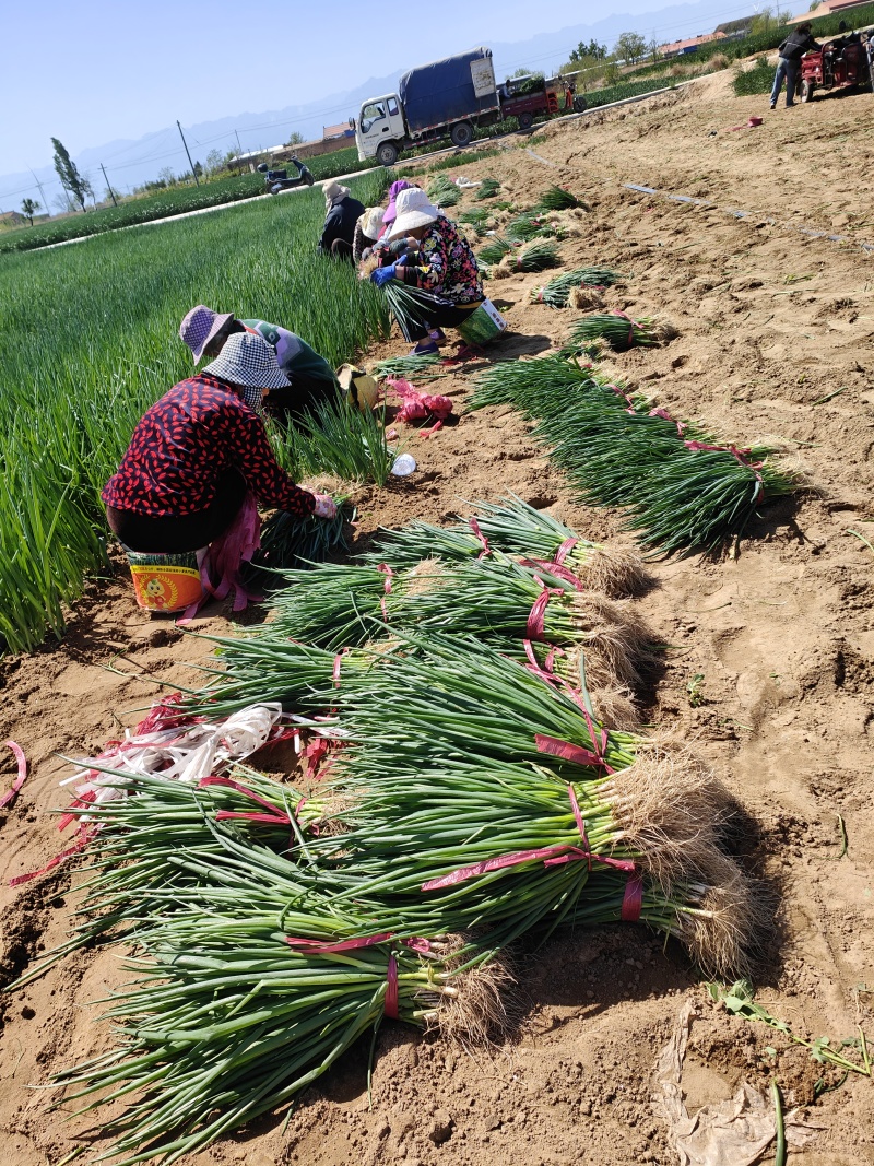 陕西渭南大荔沙宛优质葱苗正在热卖中
