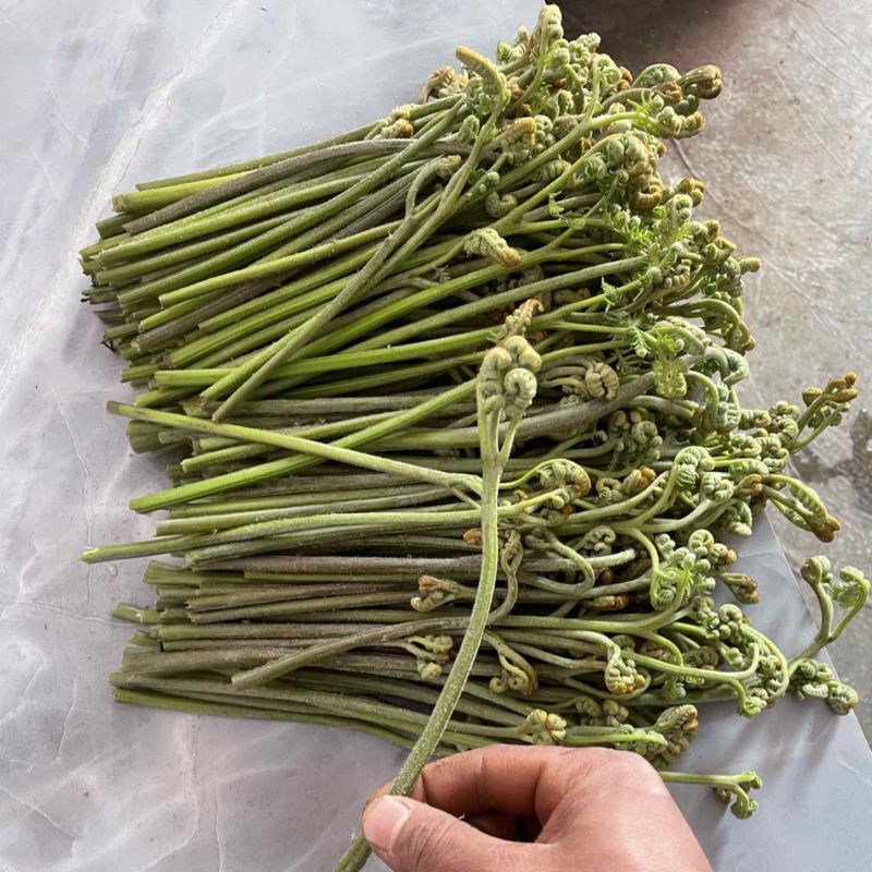 蕨菜蕨菜蕨苔