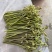 蕨菜蕨菜蕨苔