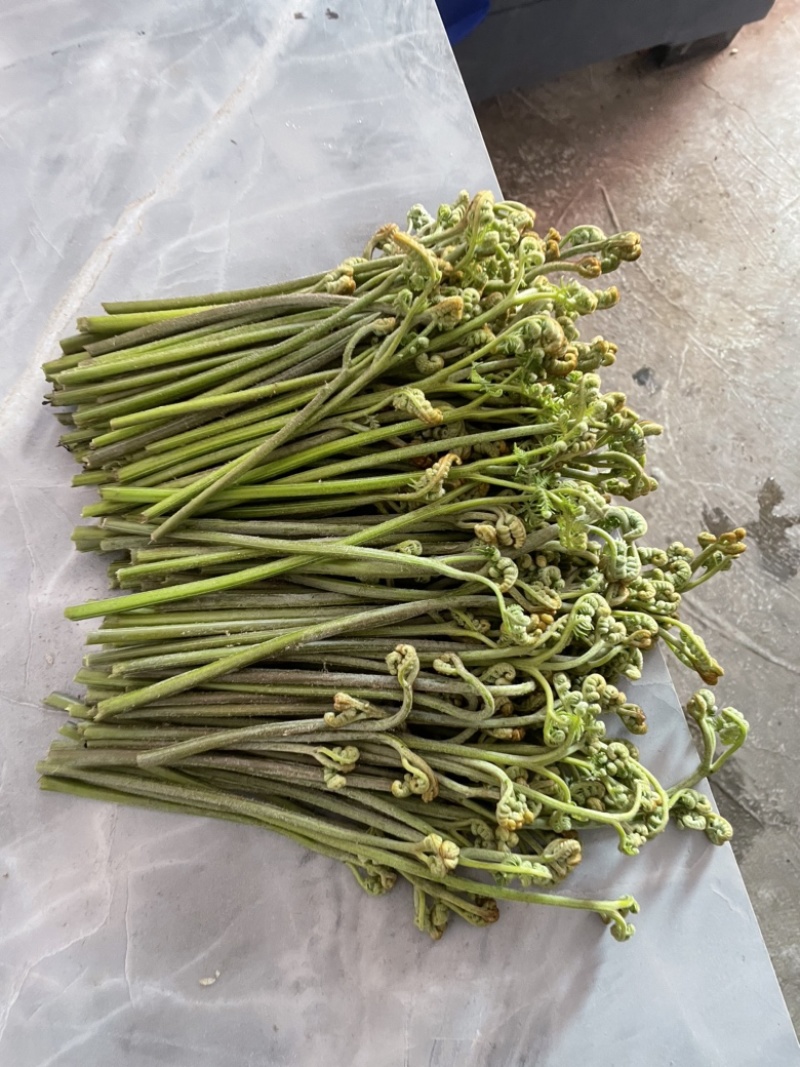 蕨菜蕨菜蕨苔