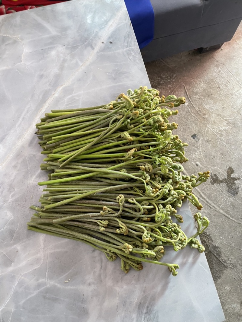 蕨菜蕨菜蕨苔