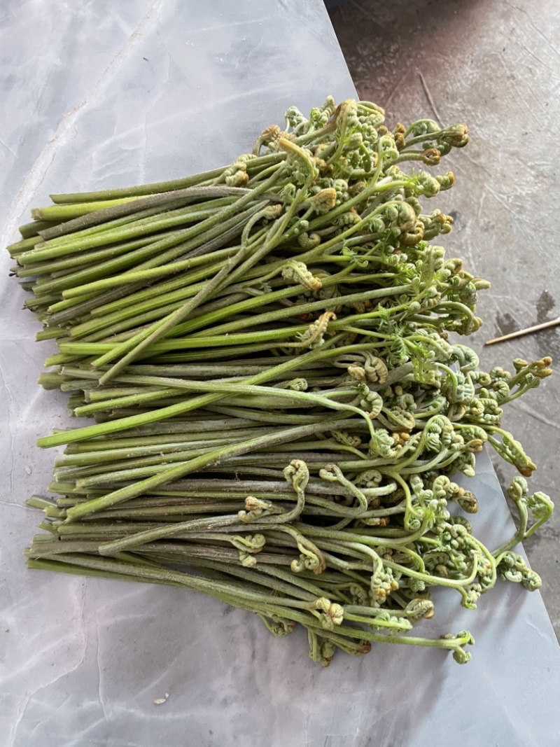 蕨菜蕨菜蕨苔