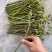 蕨菜蕨菜蕨苔