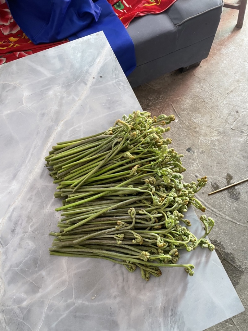 蕨菜蕨菜蕨苔