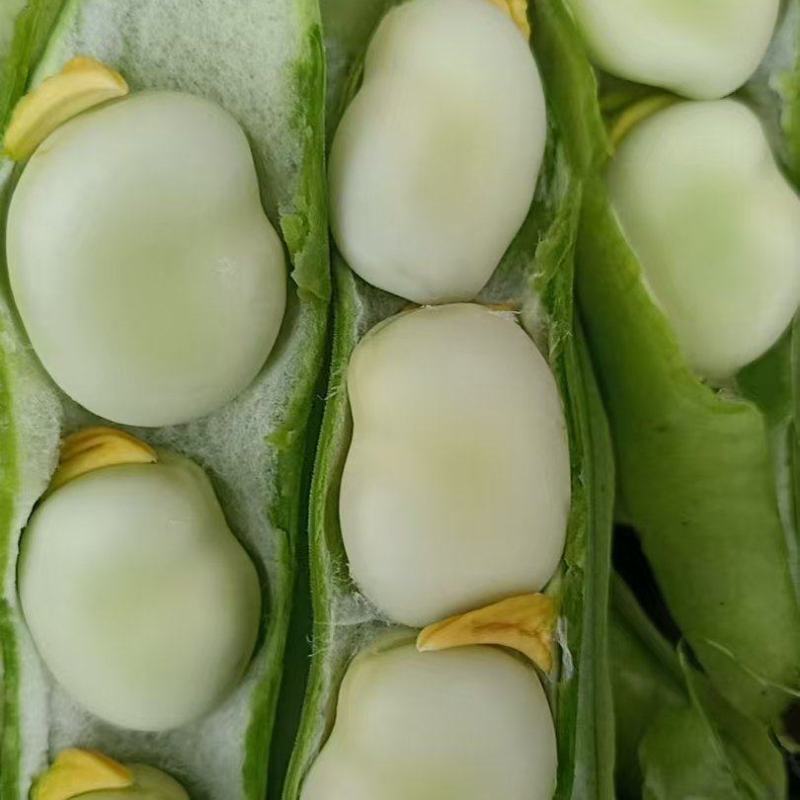 精品大白胡豆质量保证产地直发诚信经营欢迎咨询