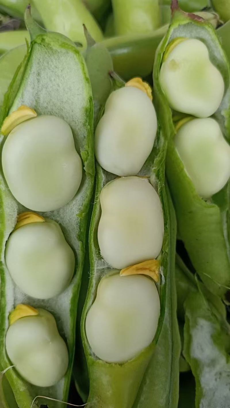精品大白胡豆质量保证产地直发诚信经营欢迎咨询