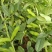 精品大白胡豆质量保证产地直发诚信经营欢迎咨询