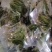 商用袋装香椿咸菜公司货源充足，250克和500克两个规格