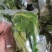 商用袋装香椿咸菜公司货源充足，250克和500克两个规格