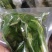 商用袋装香椿咸菜公司货源充足，250克和500克两个规格