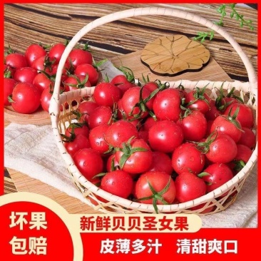 产地一条龙服务/贝贝圣女果靓贝千禧釜山88青甜2号青口蜜