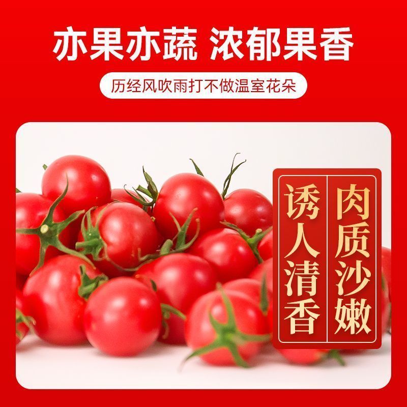 产地一条龙服务/贝贝圣女果靓贝千禧釜山88青甜2号青口蜜