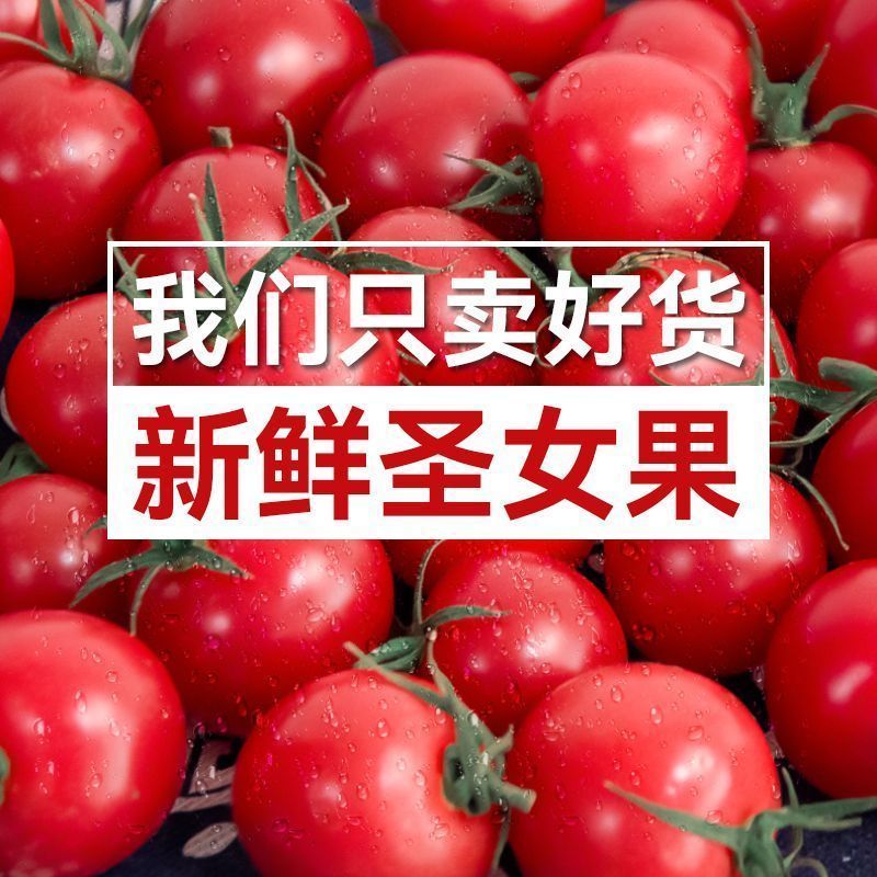产地一条龙服务/贝贝圣女果靓贝千禧釜山88青甜2号青口蜜