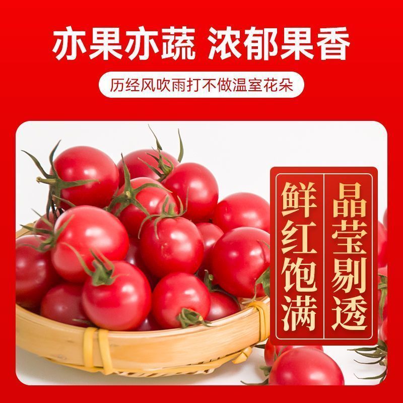 产地一条龙服务/贝贝圣女果靓贝千禧釜山88青甜2号青口蜜