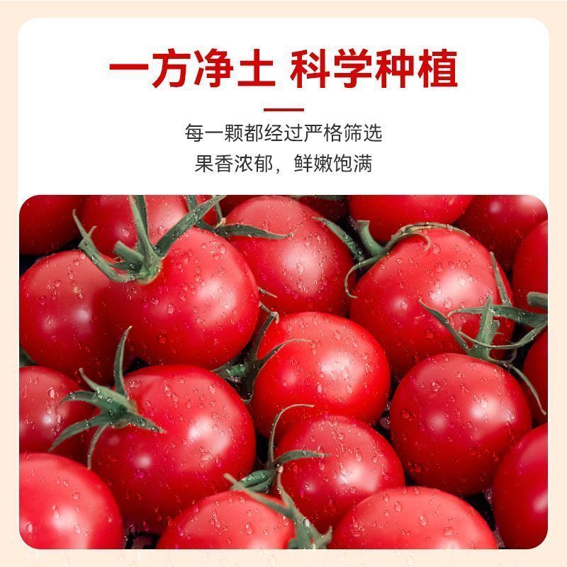 产地一条龙服务/贝贝圣女果靓贝千禧釜山88青甜2号青口蜜