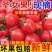 产地一条龙服务/贝贝圣女果靓贝千禧釜山88青甜2号青口蜜