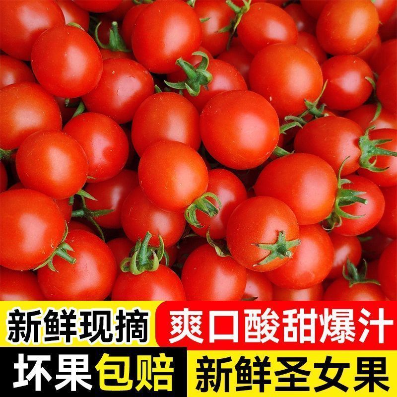 产地一条龙服务/贝贝圣女果靓贝千禧釜山88青甜2号青口蜜