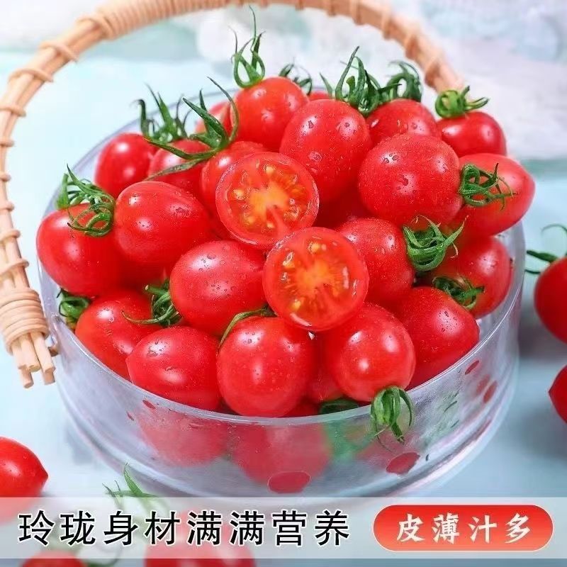 产地一条龙服务/贝贝圣女果靓贝千禧釜山88青甜2号青口蜜