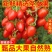 产地一条龙服务/贝贝圣女果靓贝千禧釜山88青甜2号青口蜜