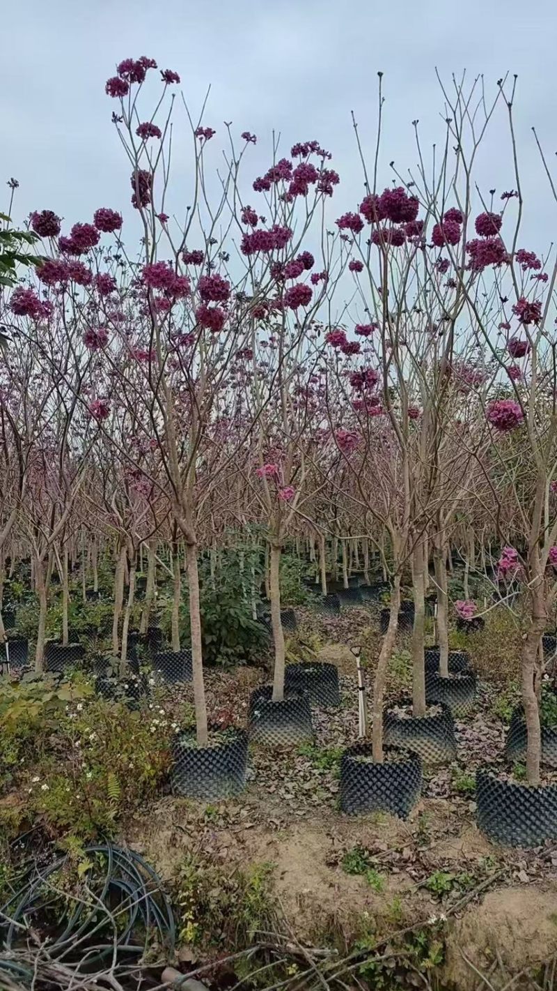 紫花风铃木