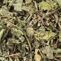 磨盘草【包邮】三斤起发货可批量可零售量大从优