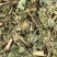 磨盘草【包邮】三斤起发货可批量可零售量大从优