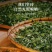 批发香水柠檬叶干丝柠檬茶