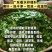 批发香水柠檬叶干丝柠檬茶