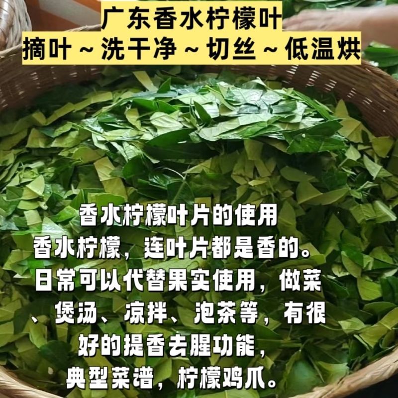 批发香水柠檬叶干丝柠檬茶