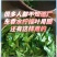批发香水柠檬叶干丝柠檬茶
