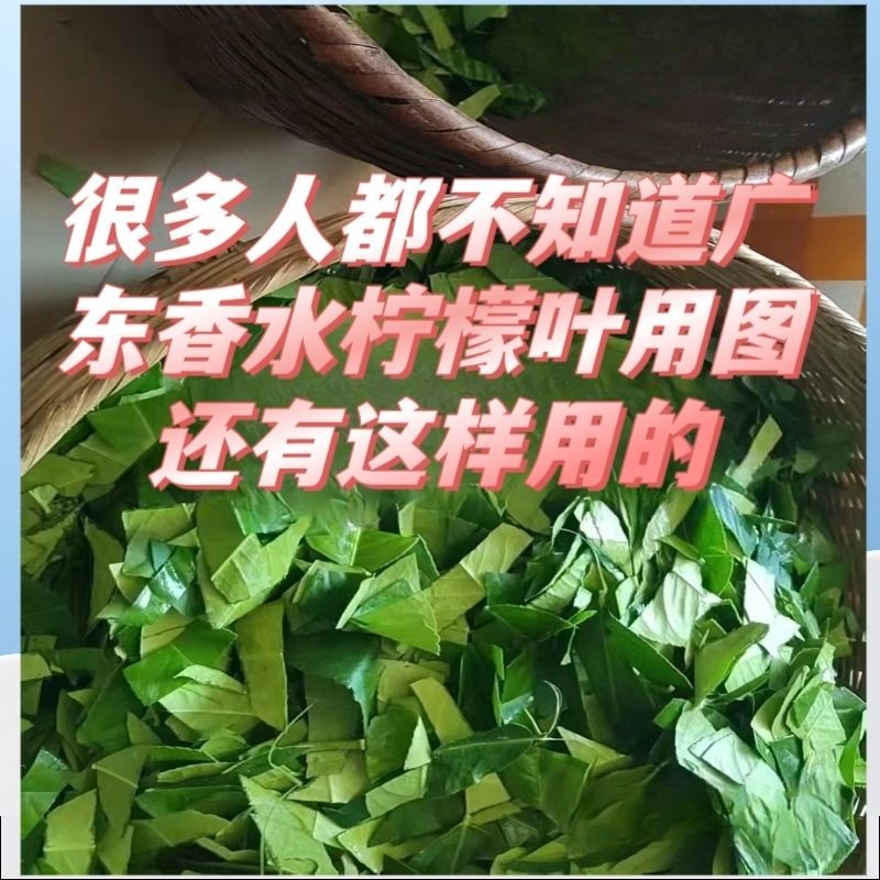 批发香水柠檬叶干丝柠檬茶