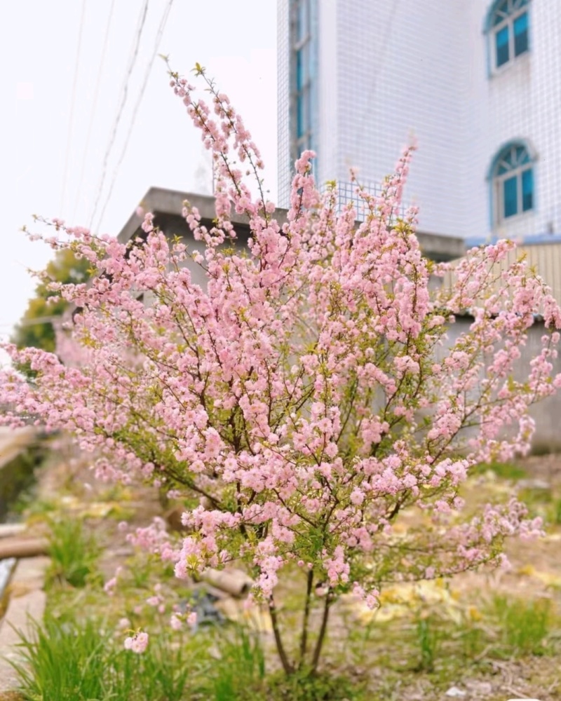 粉白色重瓣麦李袋苗耐-25°用于园林工程绿化全国发