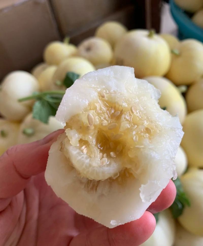 【实力推荐】白玉香瓜，安阳甜瓜大量供应，新鲜采摘对接全国