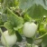 冰淇淋玉菇甜瓜，甜度高，欢迎全国电商市场