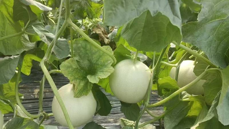冰淇淋玉菇甜瓜，甜度高，欢迎全国电商市场