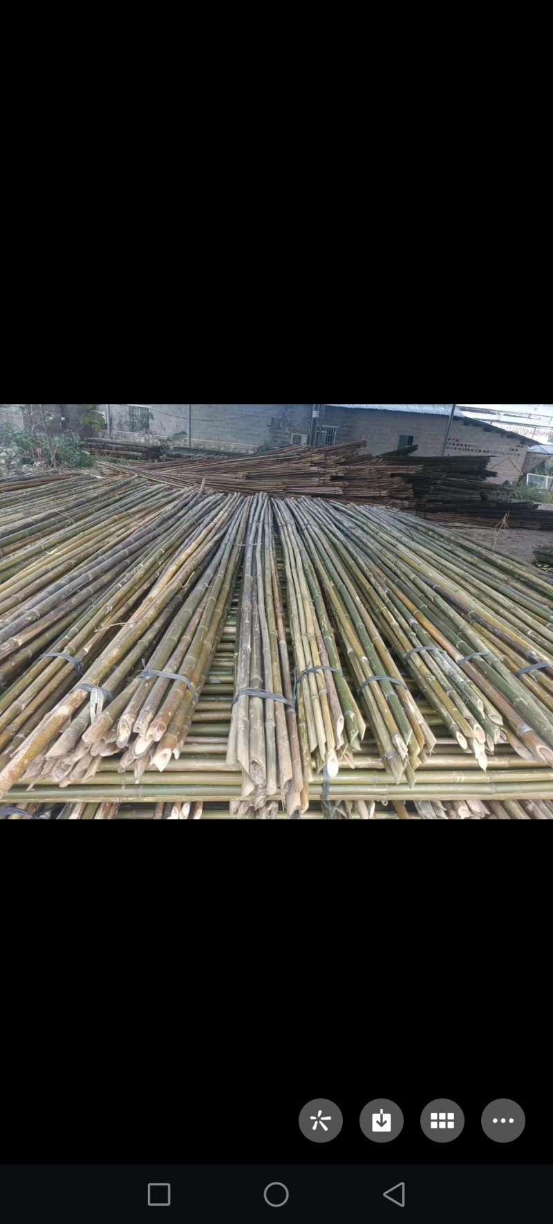 黄金竹