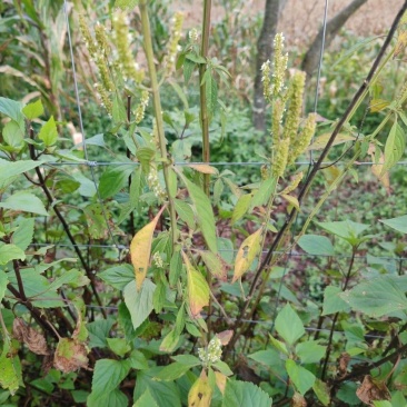 打风草种子黑头草四方蒿滇香薷细野菝子铁扫把野苏蔓坝野薄荷