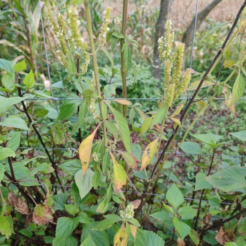 打风草种子黑头草四方蒿滇香薷细野菝子铁扫把野苏蔓坝野薄荷
