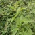打风草种子黑头草四方蒿滇香薷细野菝子铁扫把野苏蔓坝野薄荷