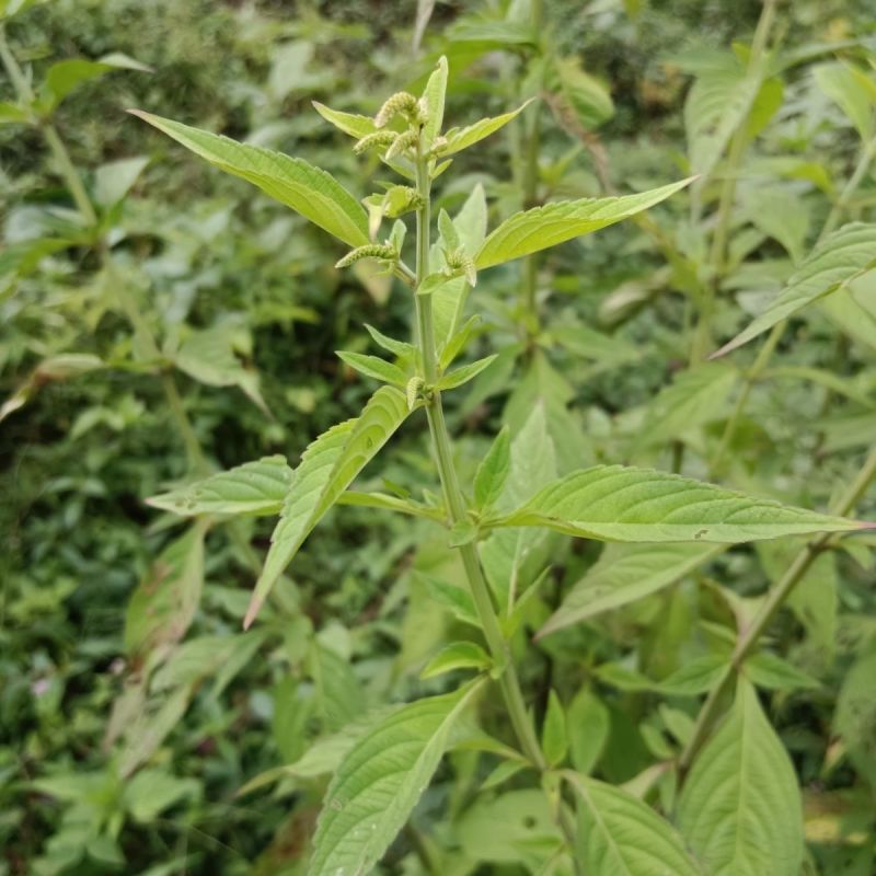 打风草种子黑头草四方蒿滇香薷细野菝子铁扫把野苏蔓坝野薄荷