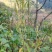 打风草种子黑头草四方蒿滇香薷细野菝子铁扫把野苏蔓坝野薄荷