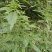 打风草种子黑头草四方蒿滇香薷细野菝子铁扫把野苏蔓坝野薄荷