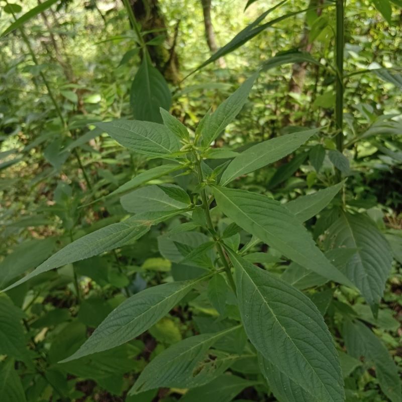 打风草种子黑头草四方蒿滇香薷细野菝子铁扫把野苏蔓坝野薄荷