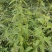 打风草种子黑头草四方蒿滇香薷细野菝子铁扫把野苏蔓坝野薄荷