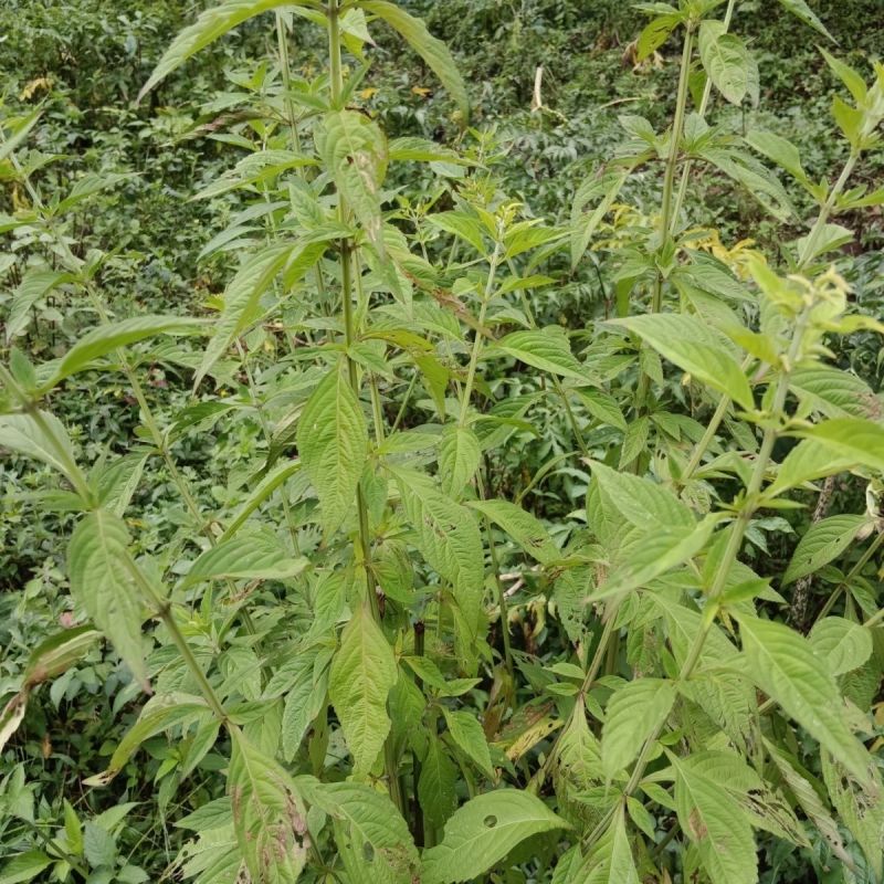 打风草种子黑头草四方蒿滇香薷细野菝子铁扫把野苏蔓坝野薄荷