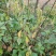 打风草种子黑头草四方蒿滇香薷细野菝子铁扫把野苏蔓坝野薄荷